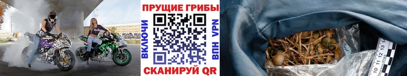 купить наркоту  Сосновый Бор  Псилоцибиновые грибы мухоморы 